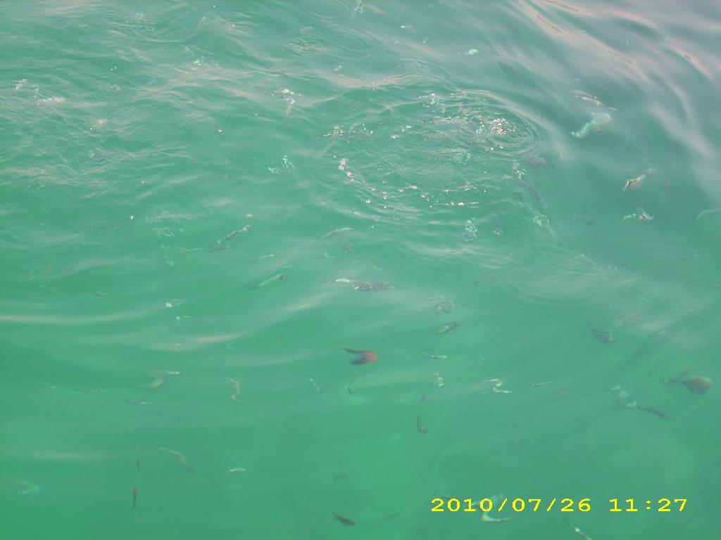 crapi - dsci1862.JPG